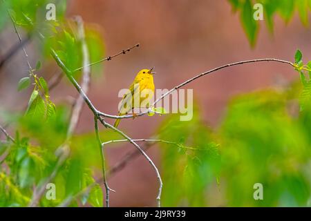 USA, Colorado, Ft. Collins. Erwachsener männlicher Gelber Waldsänger, der singt. Stockfoto