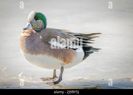 USA, Colorado, Ft. Collins. Erwachsene männliche amerikanische Kerkelente aus der Nähe. Stockfoto