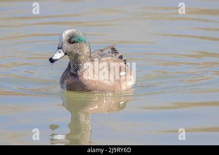 USA, Colorado, Ft. Collins. Erwachsene männliche amerikanische Kerkerente im Wasser. Stockfoto