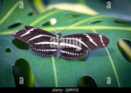 USA, Colorado, Fort Collins. Zebra Langflügel Schmetterling Nahaufnahme. Stockfoto