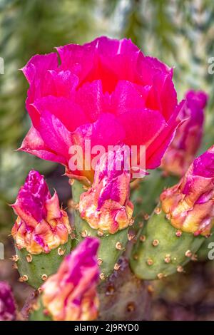 USA, Colorado, Fort Collins. Kaktusblüten aus der Nähe. Stockfoto