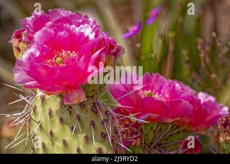 USA, Colorado, Fort Collins. Kaktusblüten aus der Nähe. Stockfoto