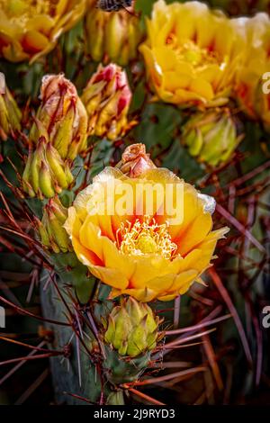 USA, Colorado, Fort Collins. Kaktusblüten aus der Nähe. Stockfoto