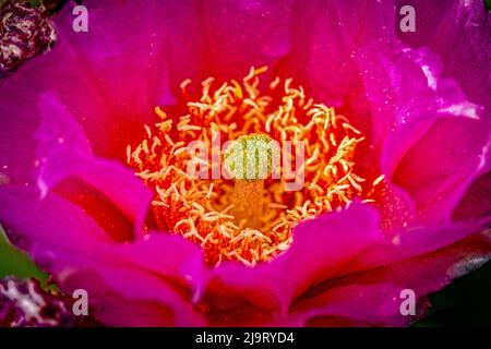 USA, Colorado, Fort Collins. Kaktusblüte mit Kaktus aus der Nähe. Stockfoto