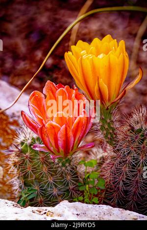 USA, Colorado, Fort Collins. Kaktusblüten aus der Nähe. Stockfoto