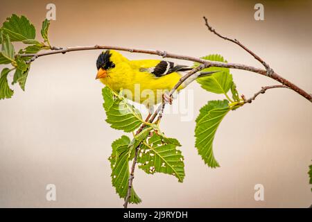 USA, Colorado, Fort Collins. Männlicher amerikanischer Goldfink aus der Nähe. Stockfoto
