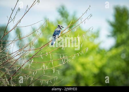 USA, Colorado, Fort Collins. Blauer jay im Baum. Stockfoto