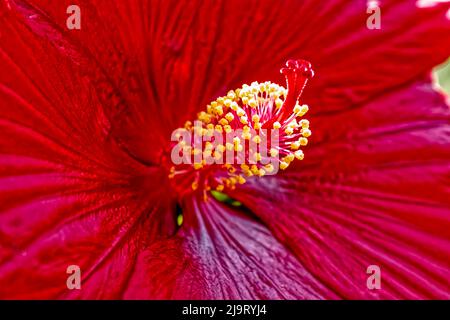 USA, Colorado, Fort Collins. Hibiskusblüten-Detail. Stockfoto