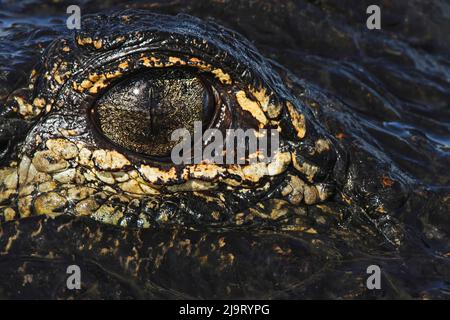 Amerikanischer Alligatorauge aus Augenhöhe mit Wasser, Myakka River State Park, Florida Stockfoto