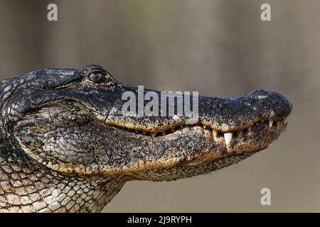 Amerikanischer Alligator aus Augenhöhe mit Wasser, Myakka River State Park, Florida Stockfoto