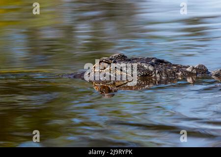 Amerikanischer Alligator aus Augenhöhe mit Wasser, Myakka River State Park, Florida Stockfoto