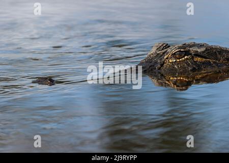 Amerikanischer Alligator aus Augenhöhe mit Wasser, Myakka River State Park, Florida Stockfoto