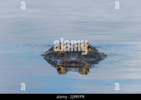 Amerikanischer Alligator aus Augenhöhe mit Wasser, Myakka River State Park, Florida Stockfoto