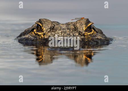 Amerikanischer Alligator aus Augenhöhe mit Wasser, Myakka River State Park, Florida Stockfoto