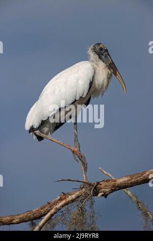 Holzstorch, Circle B Ranch, Florida Stockfoto