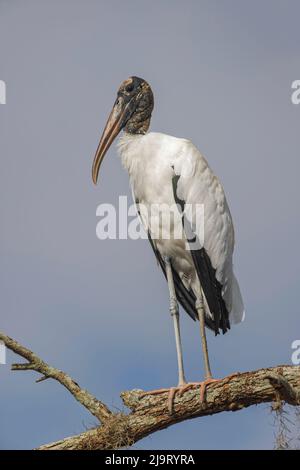 Holzstorch, Circle B Ranch, Florida Stockfoto