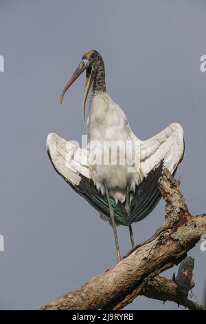 Holzstorch, Circle B Ranch, Florida Stockfoto