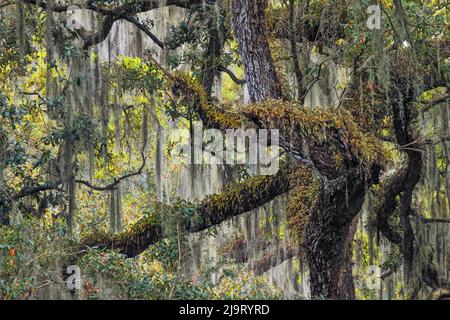 Lebende Eichen drapiert in spanisches Moos, Polk County, Florida Stockfoto