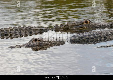 Amerikanische Alligatoren, Myakka River State Park, Florida Stockfoto