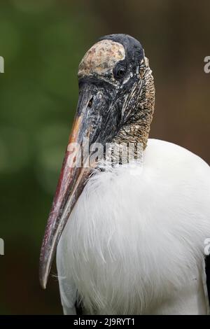 Holzstorch, Circle B Ranch, Florida Stockfoto