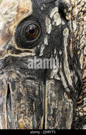 Holzstorch, Circle B Ranch, Florida Stockfoto