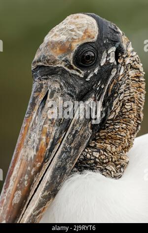 Holzstorch, Circle B Ranch, Florida Stockfoto