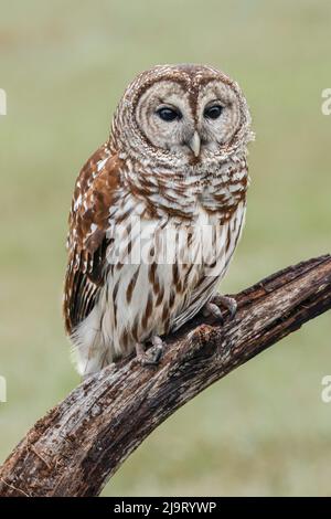 Sperlingskauz, Strix Varia, Florida Stockfoto