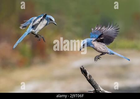 Florida Scrub jay, Merritt Island National Wildlife Refuge, Florida Stockfoto