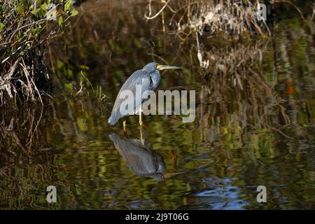 Tricolored Heron, Merritt Island National Wildlife Refuge, Florida Stockfoto