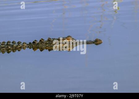 American Alligator and Reflection Lake Apopka Wildlife Drive, Apopka, Florida Stockfoto