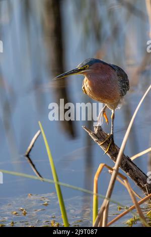 Grüner Reiher, Lake Apopka Wildlife Drive, Apopka, Florida Stockfoto