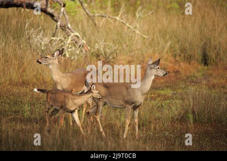 USA, Georgia, Savannah. Hirsch und Rehkitz im Sumpfgebiet auf der Skidaway Island. Stockfoto