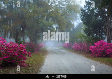 USA, Georgia, Savannah. Azaleen blühen am nebligen Morgen auf dem Bonaventure Friedhof. Stockfoto