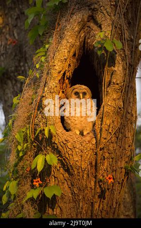 USA, Georgia, Savannah. Eule Küken am Nest in Eiche. Stockfoto