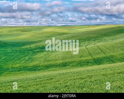 USA, Idaho, Palouse. Frühlingsweizenfeld auf den sanften Hügeln Stockfoto