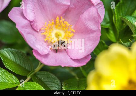 Carolina Rose mit Biene Stockfoto