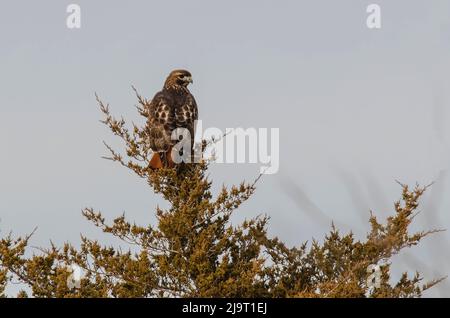 Rot - angebundener Falke Stockfoto