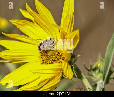 Biene auf Sonnenblume Stockfoto