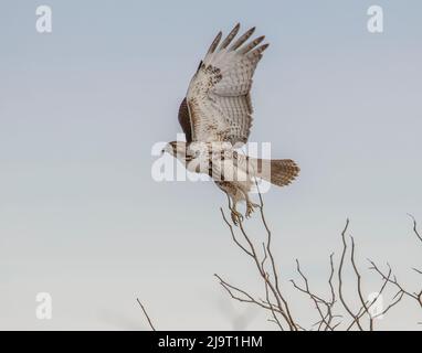 Der Rotschwanzfalke, der im Flug abfliegt Stockfoto