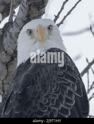 Adler auf der Suche nach Nahrung von einem hohen Barsch Stockfoto