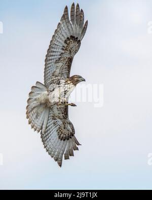 Rotschwänziger im Flug Stockfoto