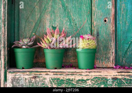 Dekorative Sukkulenten aus Aloe, Kaktus und echeveria in grünen Töpfen vor einem hölzernen Fensterladen. Stockfoto