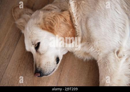 Niedliche goldene Retriever schlafen auf dem Boden. Stockfoto