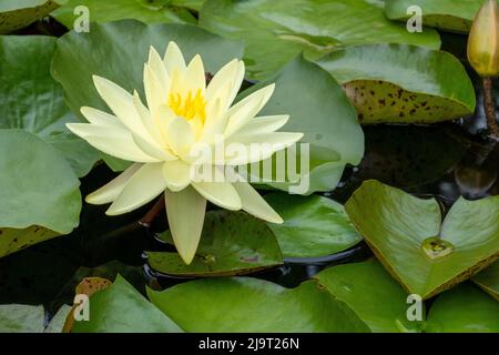 Boothbay Harbor, Maine, USA. Coastal Maine Botanical Gardens. Gelbe Wasserlilie (Nymphea Mexicana) Stockfoto
