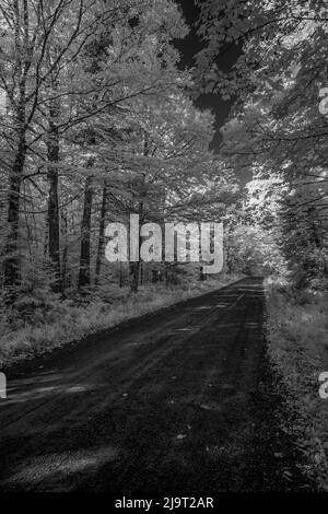 USA, Minnesota, Superior National Forest, Forest Road Number 166 Stockfoto