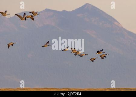 Kanadagänse fliegen im Flathead Valley, Montana, USA Stockfoto