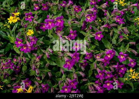 Lewis Monkeyflowers und Arnica Wildflowers im Glacier National Park, Montana, USA Stockfoto