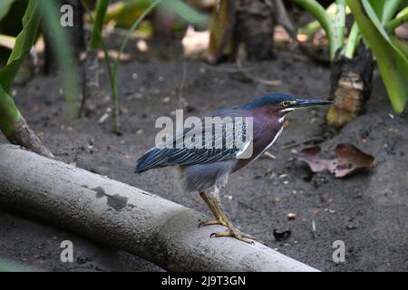 Grüner Reiher - Butorides virescens in Costa Rica Stockfoto