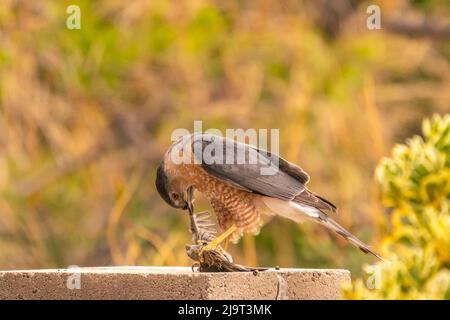 USA, New Mexico. Coopers Falke frisst Vogelbeute. Stockfoto