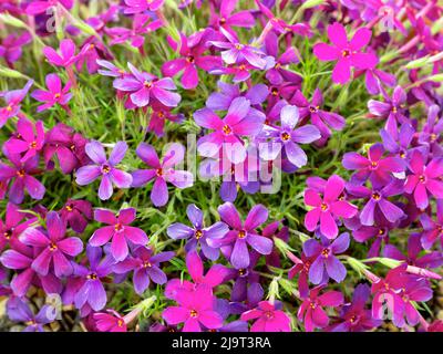 Nahaufnahme von hübschen schleichenden Phlox-Blüten, Phlox douglasii Crackerjack Stockfoto